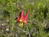 Red columbine (Aquilegia canadensis) + Grass (Poaceae sp): intertwined front-view