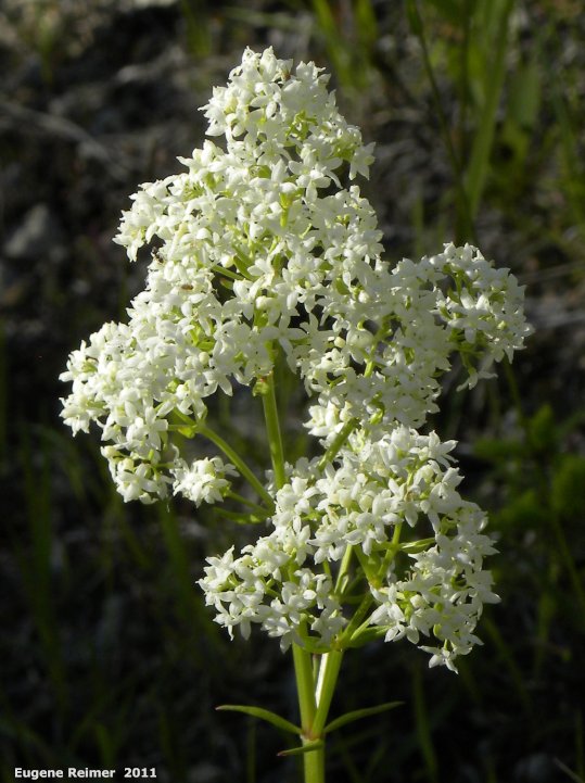 IMG 2011-Jun28 at The-Cusson municipal gravel-pit near Wye MB:  Northern bedstraw (Galium boreale) flowers
