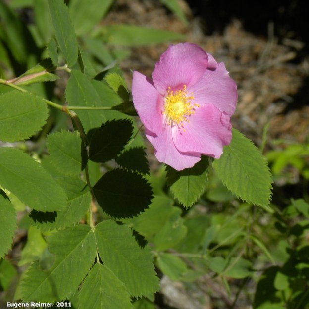 IMG 2011-Jun28 at The-Cusson municipal gravel-pit near Wye MB:  Prickly rose (Rosa acicularis)