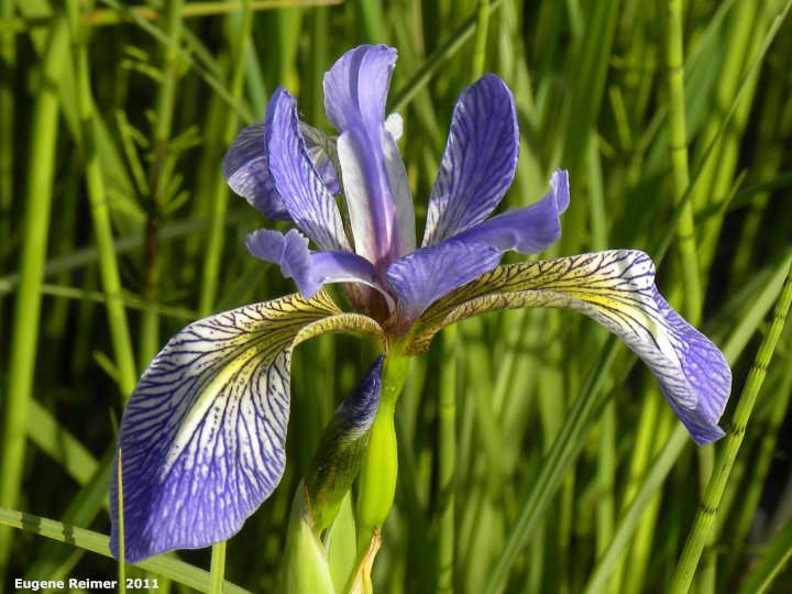 IMG 2011-Jun28 at East-Braintree-Rd:  Blue-flag iris (Iris versicolor) flower