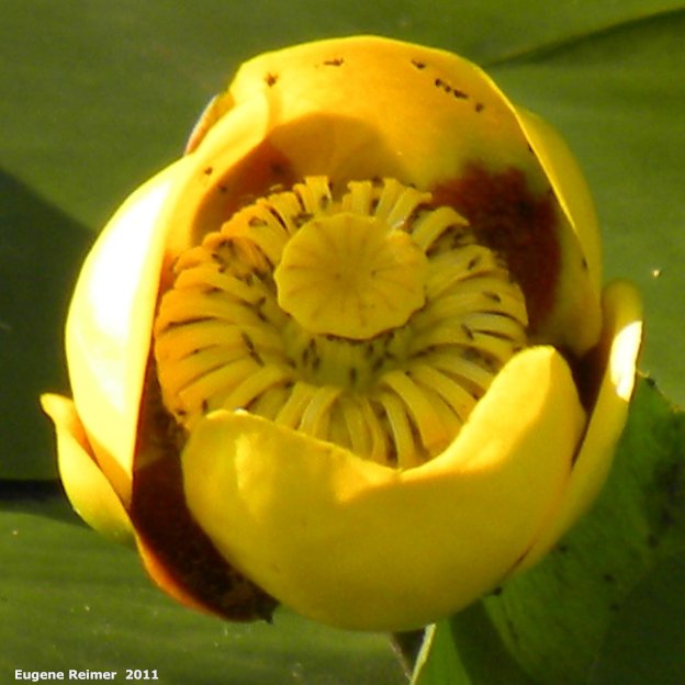 IMG 2011-Jun28 at East-Braintree-Rd:  Yellow pond-lily (Nuphar lutea)