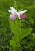 Showy ladyslipper (Cypripedium reginae): plant
