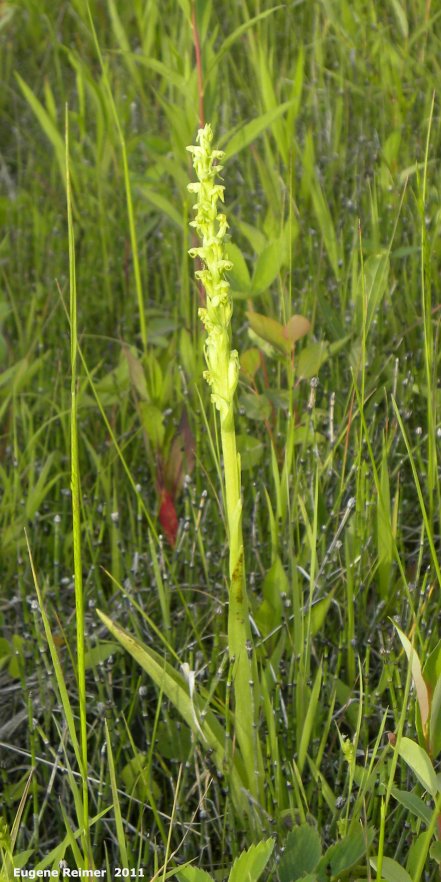 IMG 2011-Jun28 at pr308:  Northern green bog-orchid (Platanthera aquilonis) plant