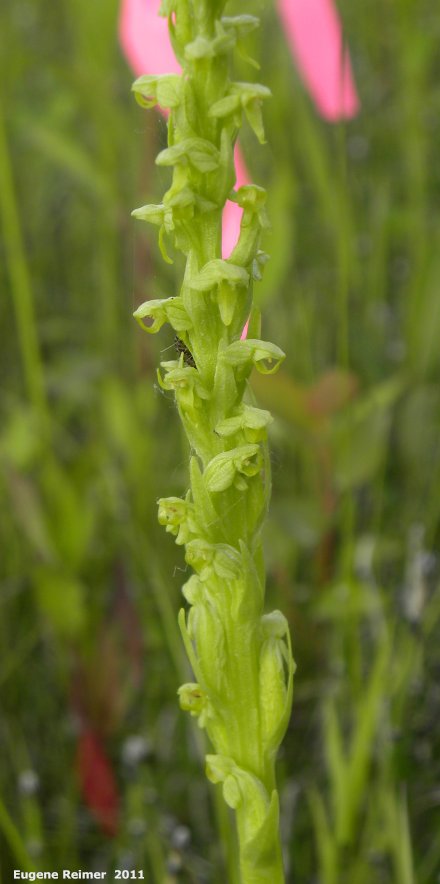 IMG 2011-Jun28 at pr308:  Northern green bog-orchid (Platanthera aquilonis) flower-spike