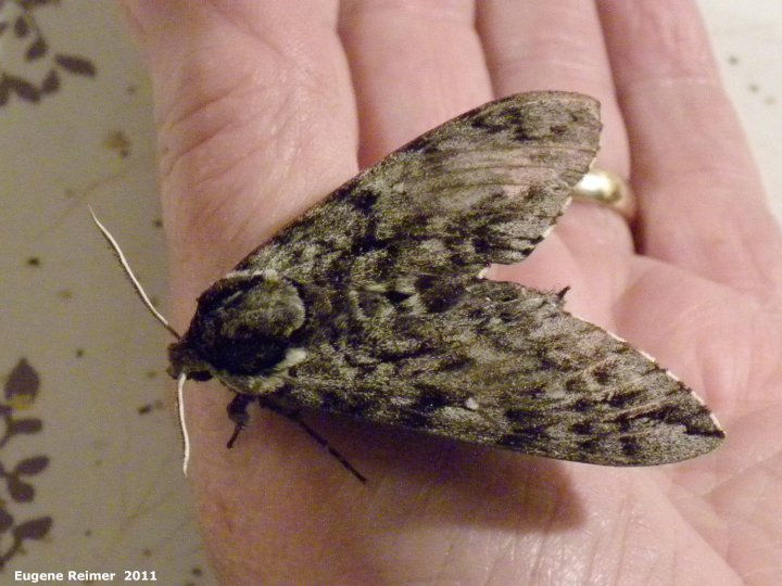 IMG 2011-Jun28 at Wye MB:  Waved sphinx-moth (Ceratomia undulosa) on hand