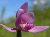 Rose pogonia (Pogonia ophioglossoides): flower