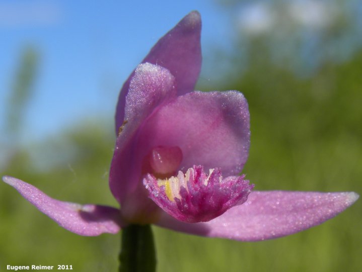 IMG 2011-Jul02 at the fen on pth15:  Rose pogonia (Pogonia ophioglossoides) flower