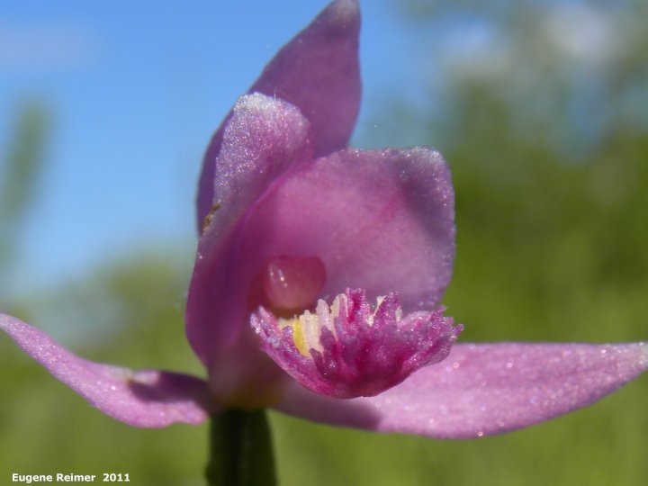 IMG 2011-Jul02 at the fen on pth15:  Rose pogonia (Pogonia ophioglossoides) flower