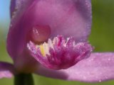 Rose pogonia (Pogonia ophioglossoides): flower closeup
