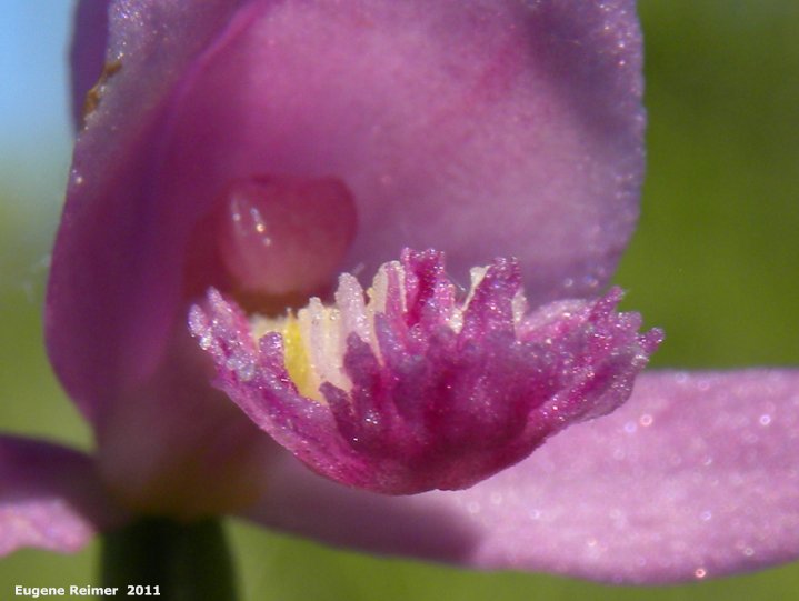 IMG 2011-Jul02 at the fen on pth15:  Rose pogonia (Pogonia ophioglossoides) flower closeup