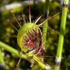 Slender-leaved sundew (Drosera linearis): leaf with insects