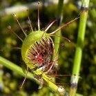 Slender-leaved sundew (Drosera linearis): leaf with insects