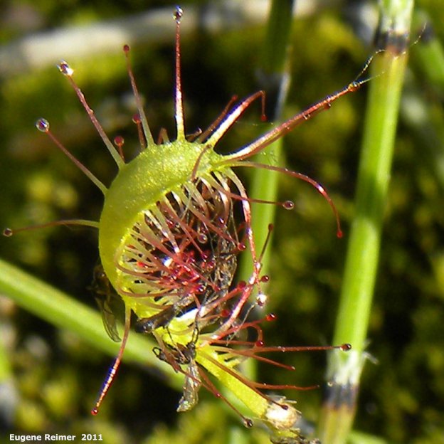 IMG 2011-Jul02 at the fen on pth15:  Slender-leaved sundew (Drosera linearis) leaf with insects