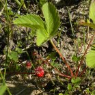 Wild strawberry (Fragaria virginiana): plant with fruit