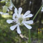 Bladder campion (Silene vulgaris): flower
