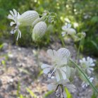 Bladder campion (Silene vulgaris): flowers