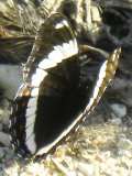White admiral butterfly (Limenitis arthemis):