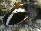 White admiral butterfly (Limenitis arthemis):