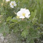 Prickly rose (Rosa acicularis): white form