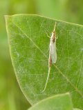 Pentagenia burrowing-mayfly (Pentagenia vittigera): subimago on Milkweed (Asclepias sp)
