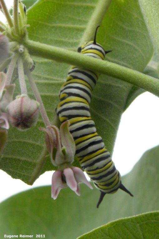 IMG 2011-Jul06 at Winnipeg:&nbsp; Monarch butterfly (Danaus plexippus) caterpillar on Milkweed (Asclepias sp)
