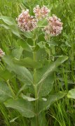Showy milkweed (Asclepias speciosa): plant