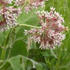 Showy milkweed (Asclepias speciosa): flowers