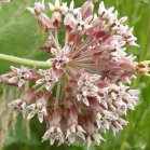 Showy milkweed (Asclepias speciosa): flowers closer