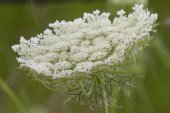 Queen-Annes-lace (Daucus carota): flowers