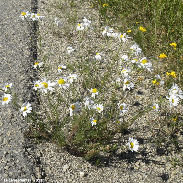 IMG 2011-Jul09 at Winnipeg:  Scentless chamomile (Tripleurospermum perforatum) clump
