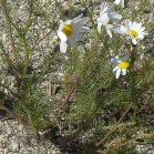 Scentless chamomile (Tripleurospermum perforatum): foliage