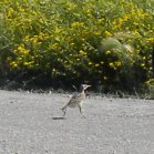 Western meadowlark (Sturnella neglecta): immature