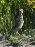 Western meadowlark (Sturnella neglecta): immature: