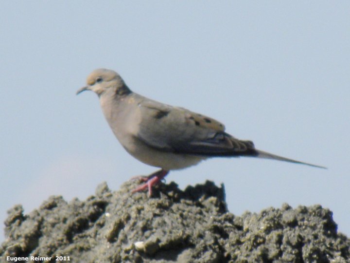IMG 2011-Jul09 at Winnipeg:&nbsp; Mourning dove (Zenaida macroura)