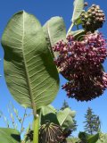 Showy milkweed (Asclepias speciosa): leaf underside