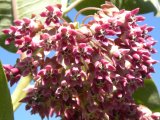 Showy milkweed (Asclepias speciosa): flowers