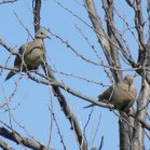 Mourning dove (Zenaida macroura): pair of