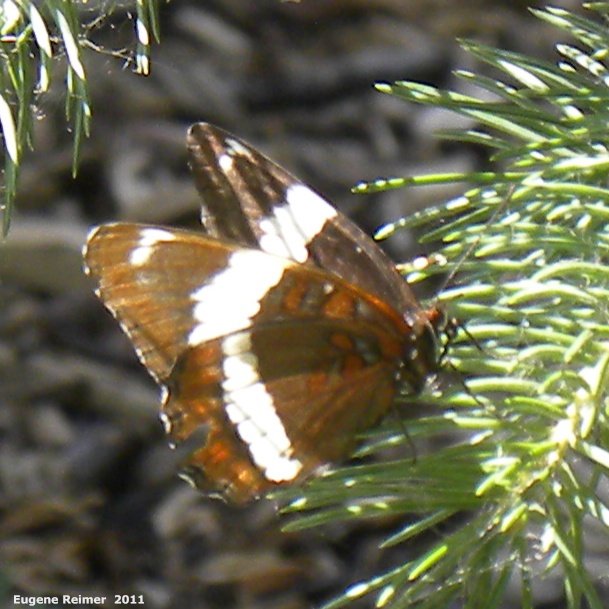 IMG 2011-Jul10 at Steinbach:  White admiral butterfly (Limenitis arthemis)