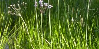 Damselfly (Zygoptera sp): many