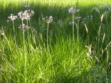 Flowering rush (Butomus umbellatus): clump