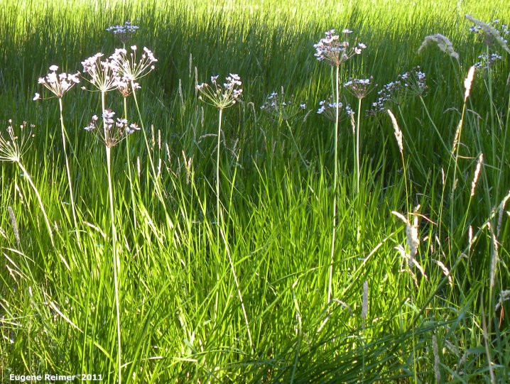 IMG 2011-Jul12 at Winnipeg:  Flowering rush (Butomus umbellatus) clump