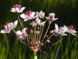 Flowering rush (Butomus umbellatus): flowers