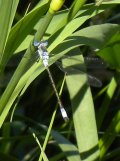 Northern bluet damselfly (Enallagma annexum) female: