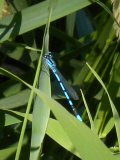 Northern bluet damselfly (Enallagma annexum) male: