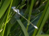 Northern bluet damselfly (Enallagma annexum) female: