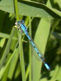 Northern bluet damselfly (Enallagma annexum) male: