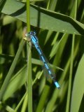 Northern bluet damselfly (Enallagma annexum) male: