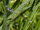 Northern bluet damselfly (Enallagma annexum) female:
