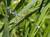 Northern bluet damselfly (Enallagma annexum) female: sharpened