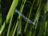 Northern bluet damselfly (Enallagma annexum) male:
